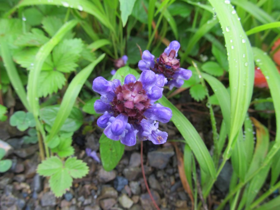 Прунелла Лесная Фея