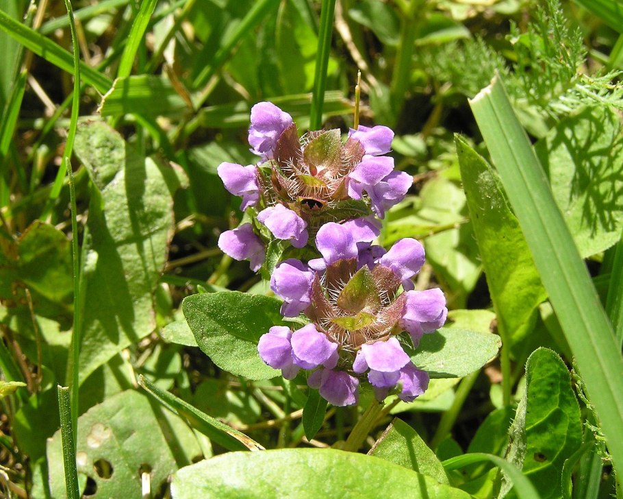 Черноголовка крупноцветковая 'Alba'