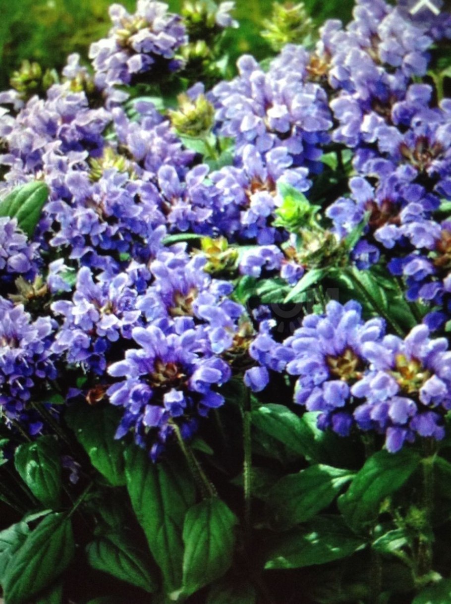 Черноголовка (Прунелла) крупноцветковая