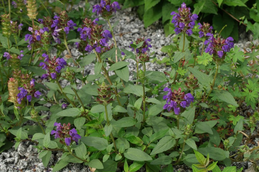 Прунелла грандифлора