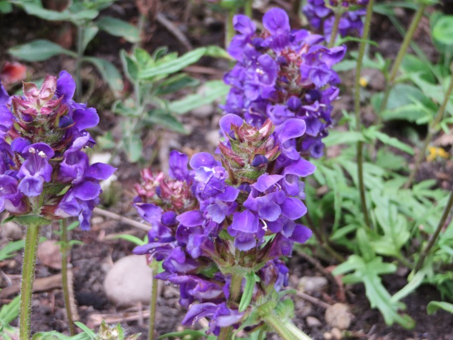 Прунелла Черноголовка многолетник