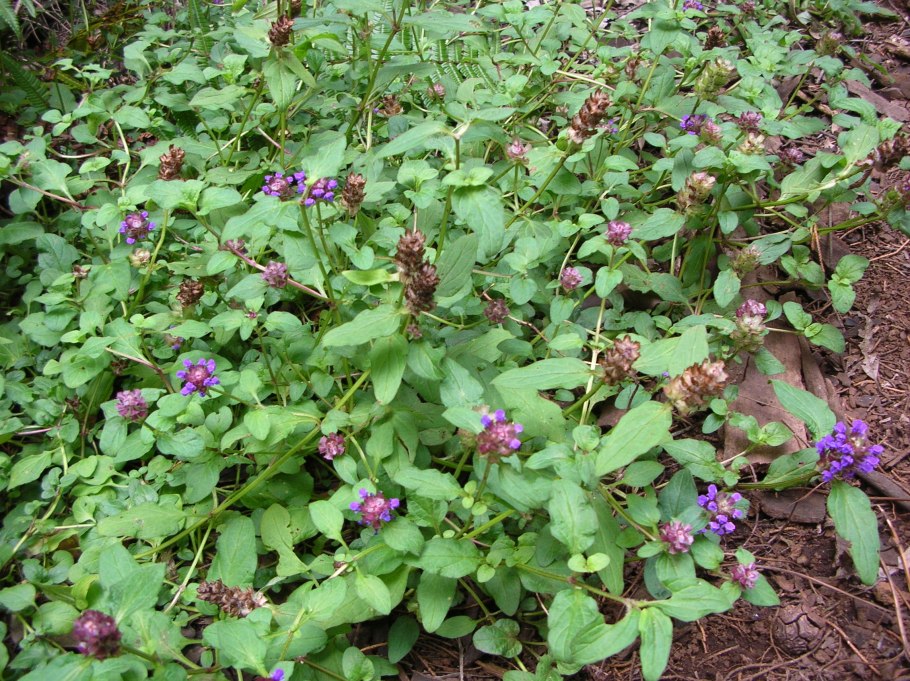 Брунелла Черноголовка