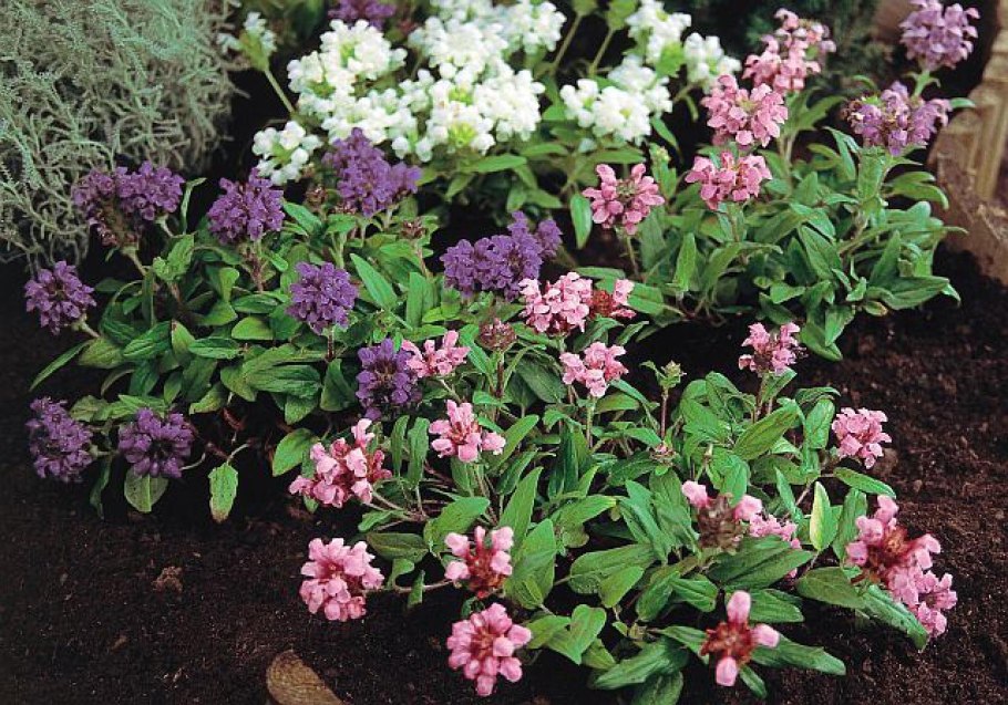 Черноголовка растение Прунелла