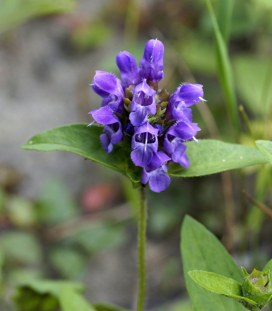 Черноголовка (Прунелла) крупноцветковая