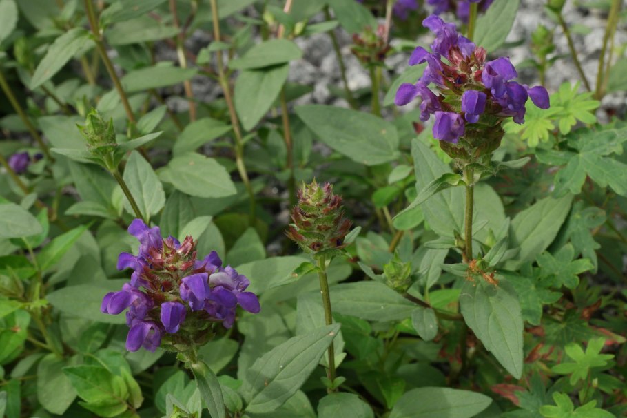 Прунелла крупноцветковая