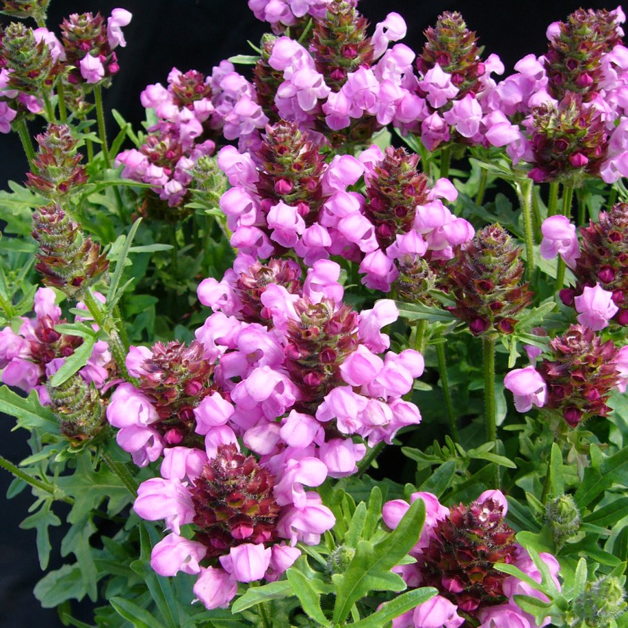 Прунелла крупноцветковая