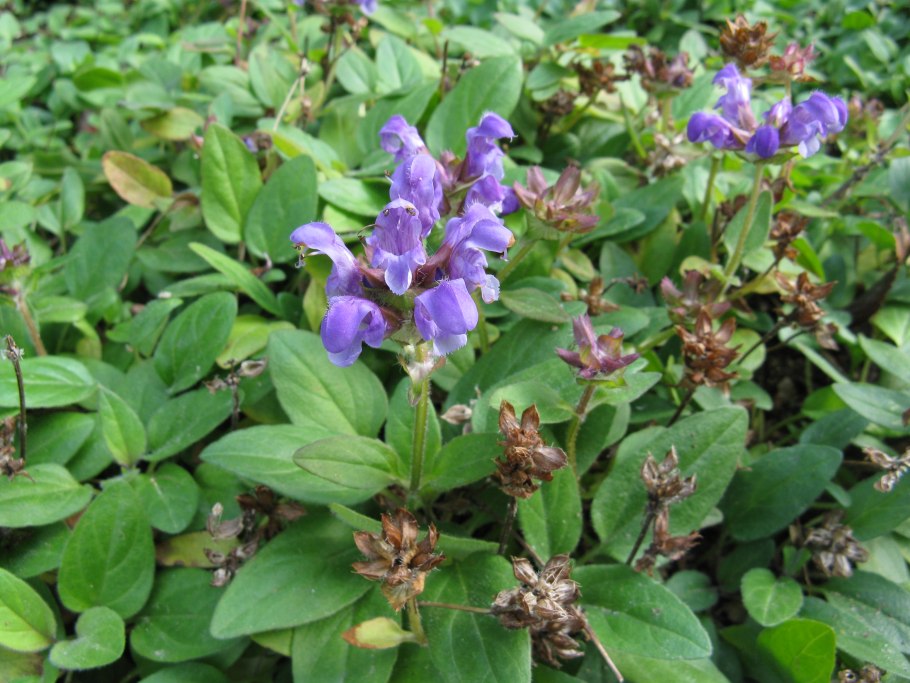 Прунелла грандифлора