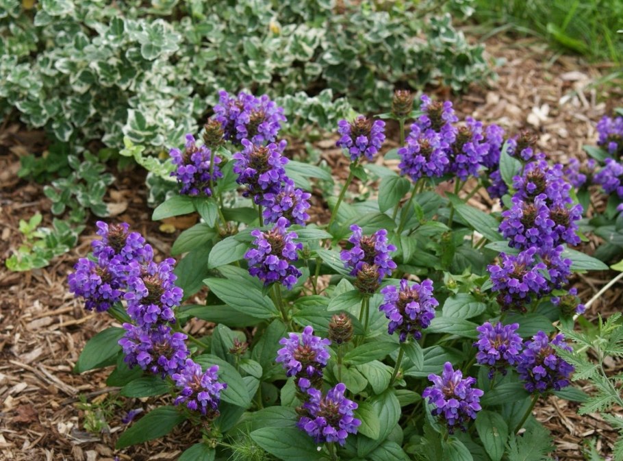 Черноголовка растение морской Бриз