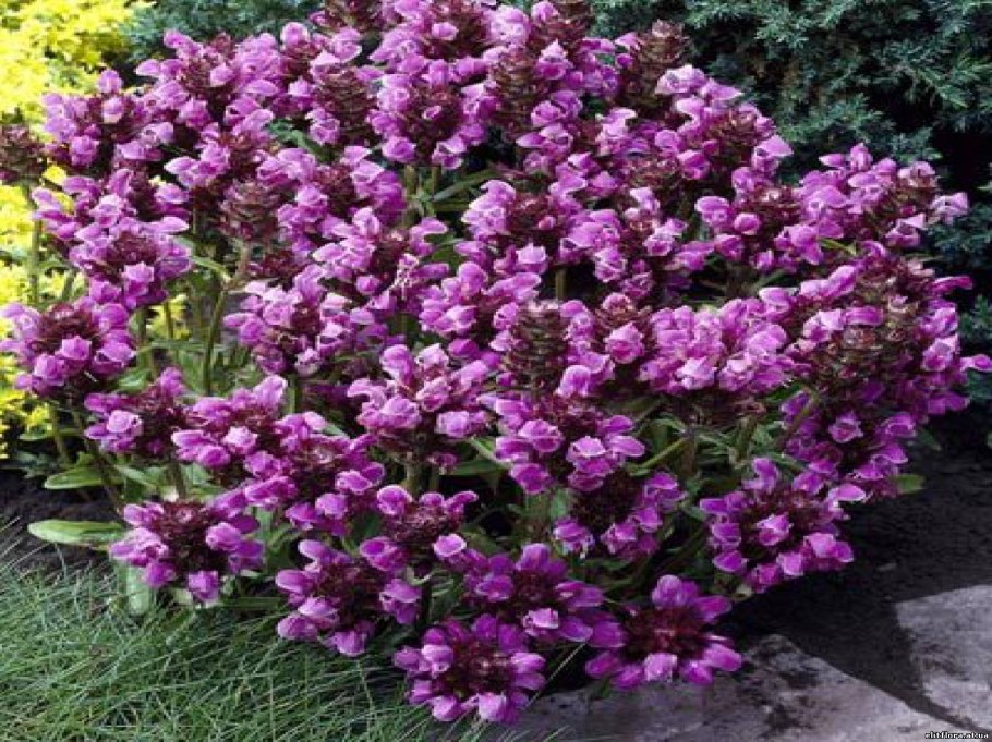 Прунелла Рубра