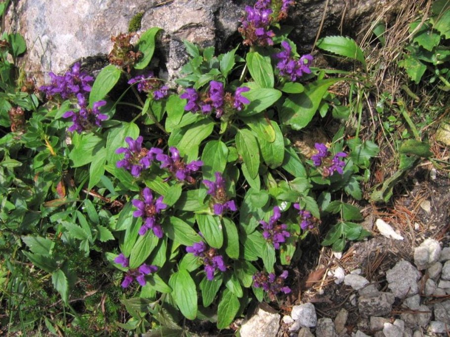 Прунелла Черноголовка многолетник