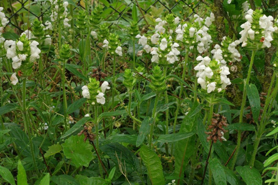 Прунелла фиолетовая