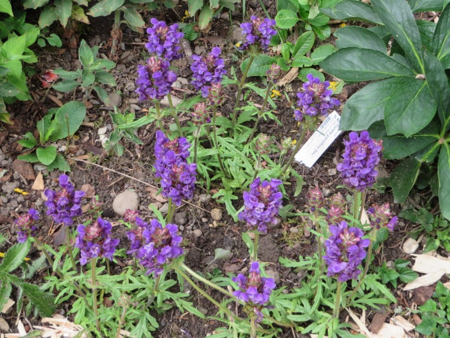 Черноголовка (прунелла) крупноцветковая