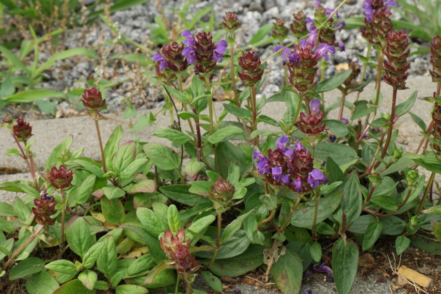 Черноголовка Прунелла в саду