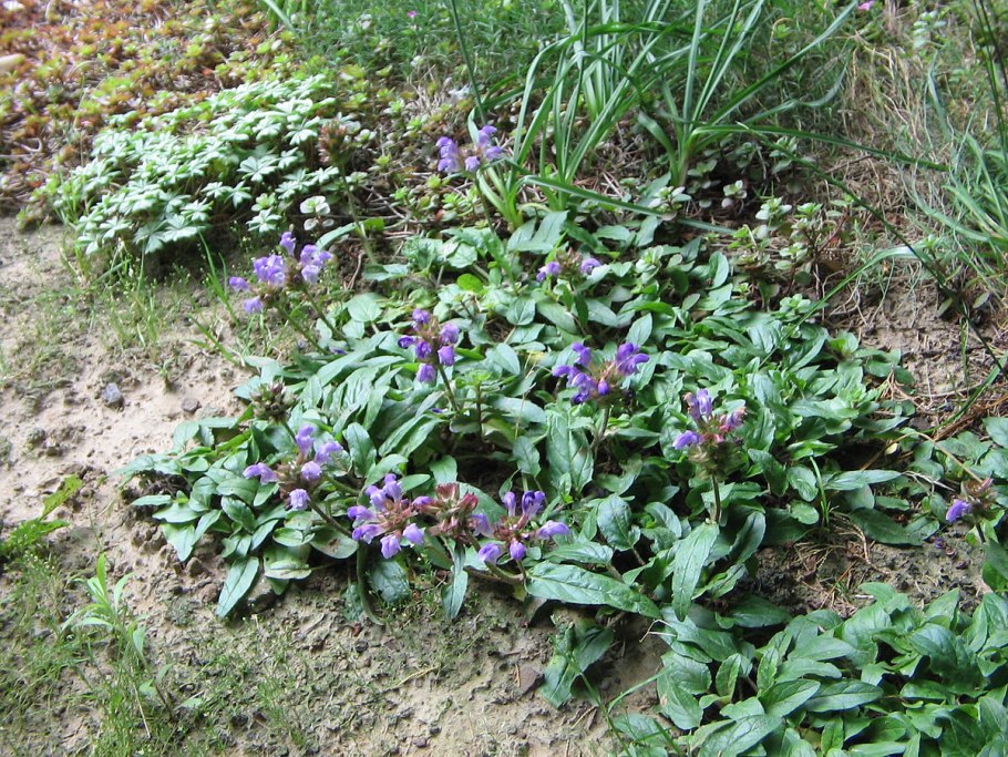 Черноголовка крупноцветковая Prunella grandiflora l.