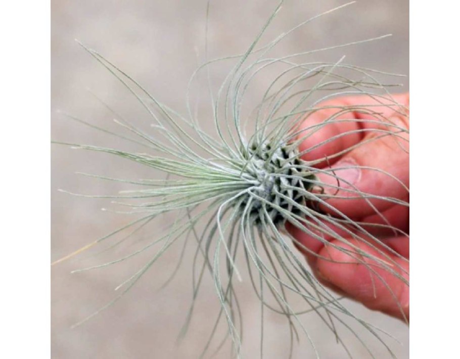 Тилландсия (Tillandsia)