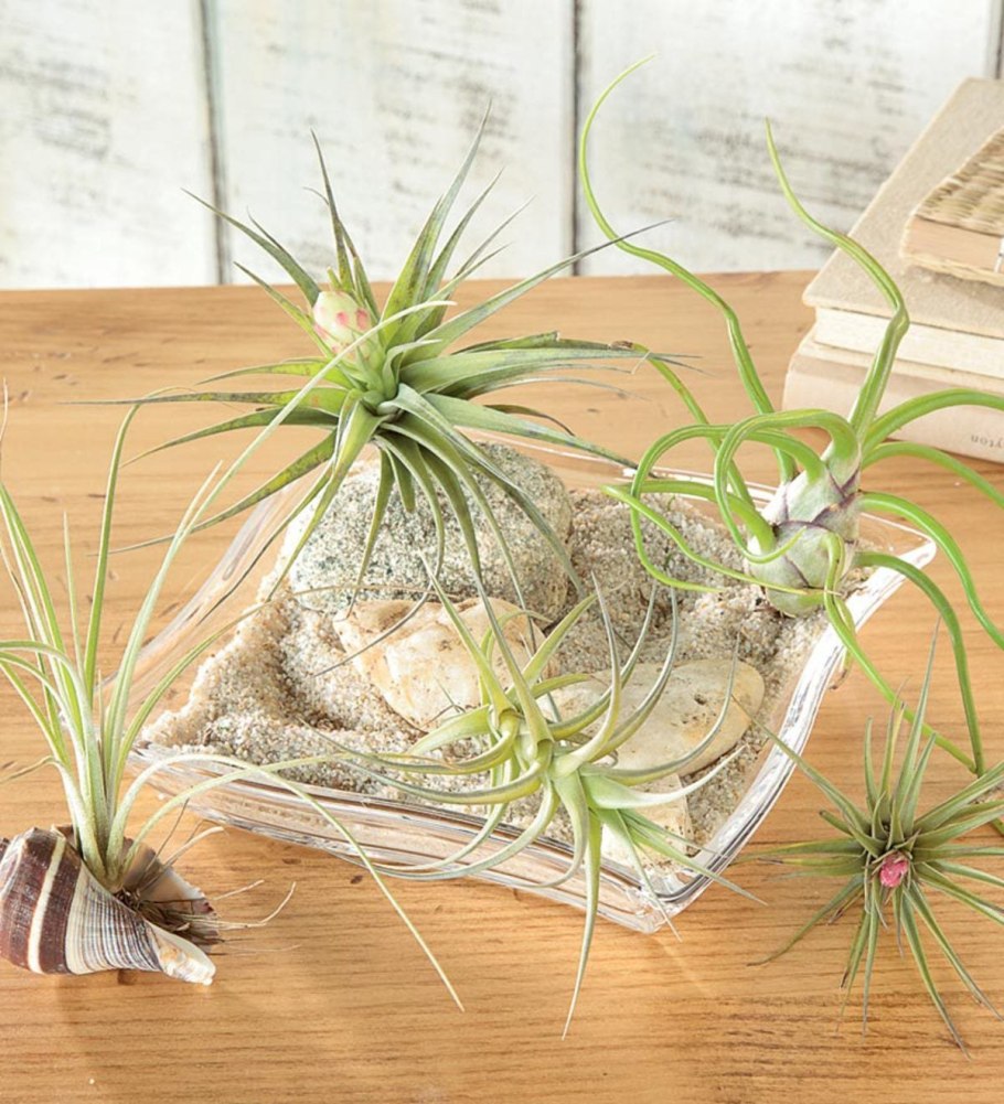 Tillandsia Mystic Burgundy