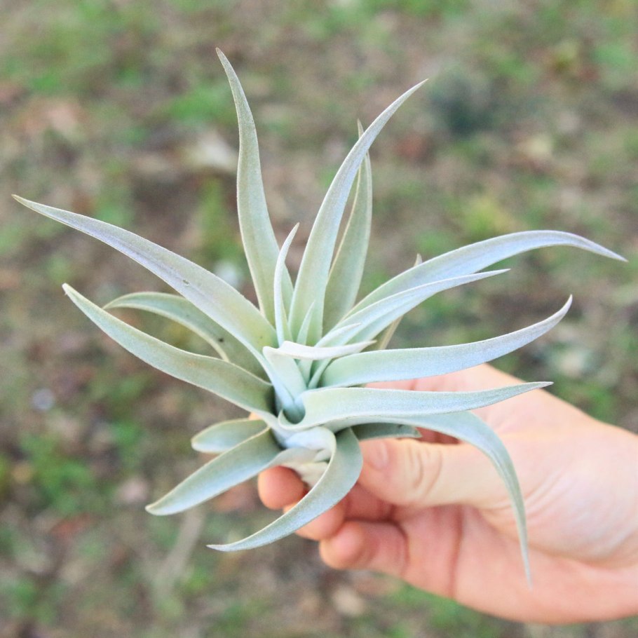 Tillandsia muhriae