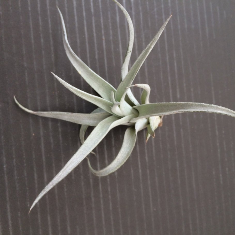 Tillandsia harrisii