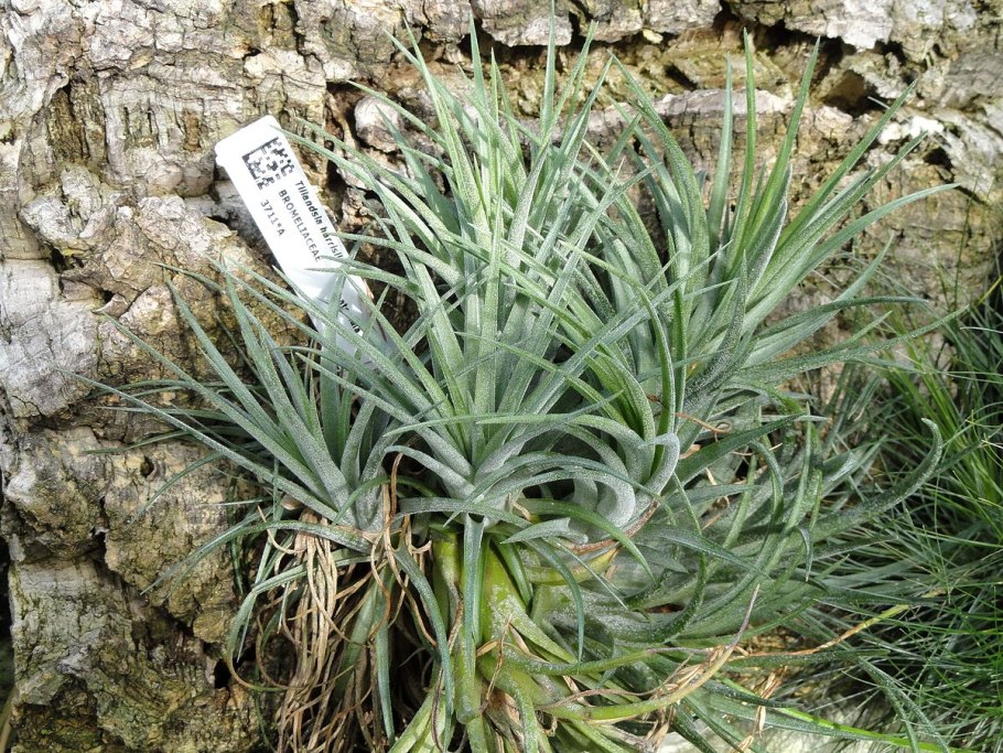 Tillandsia harrisii