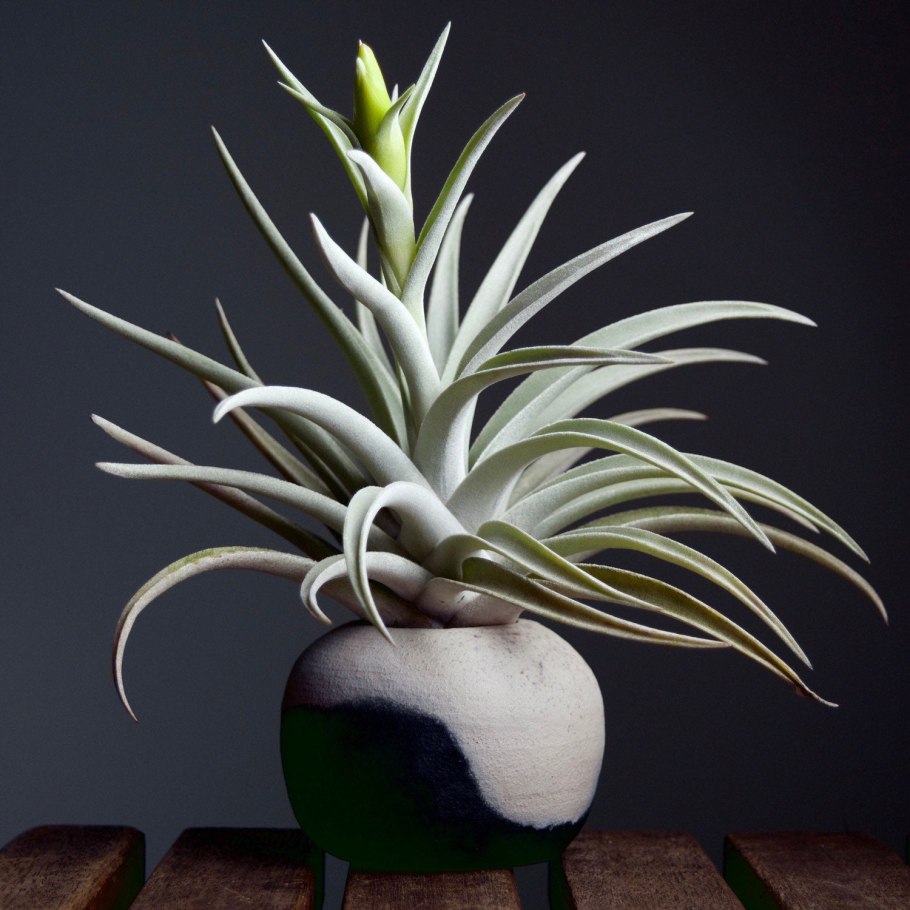 Тилландсия harrisii