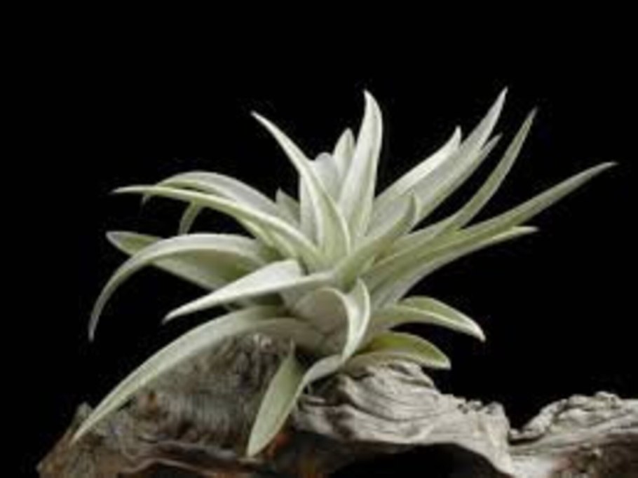 Tillandsia harrisii