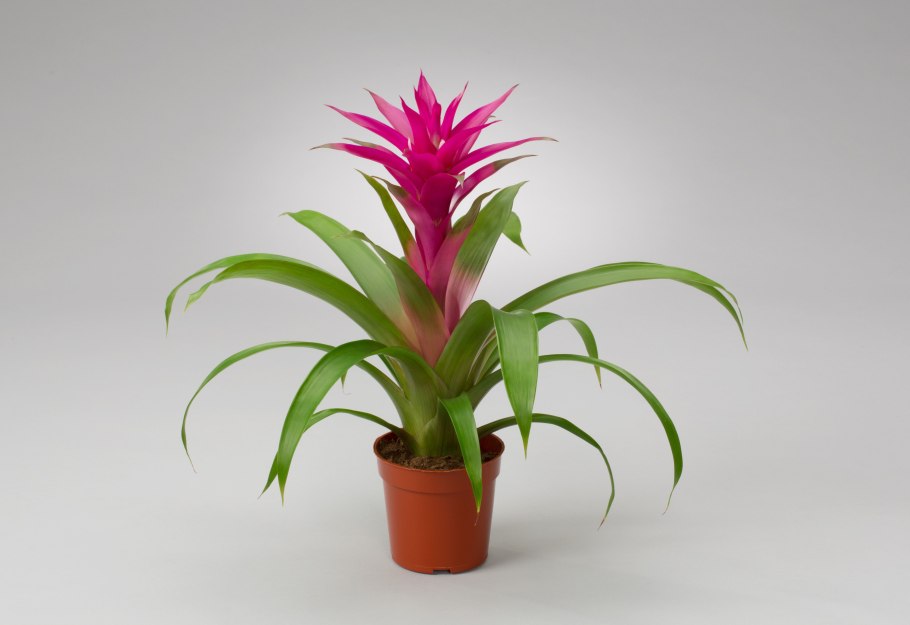 Бромелия гузмания