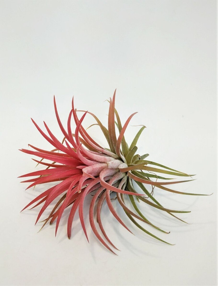 Тилландсия медуза цветок