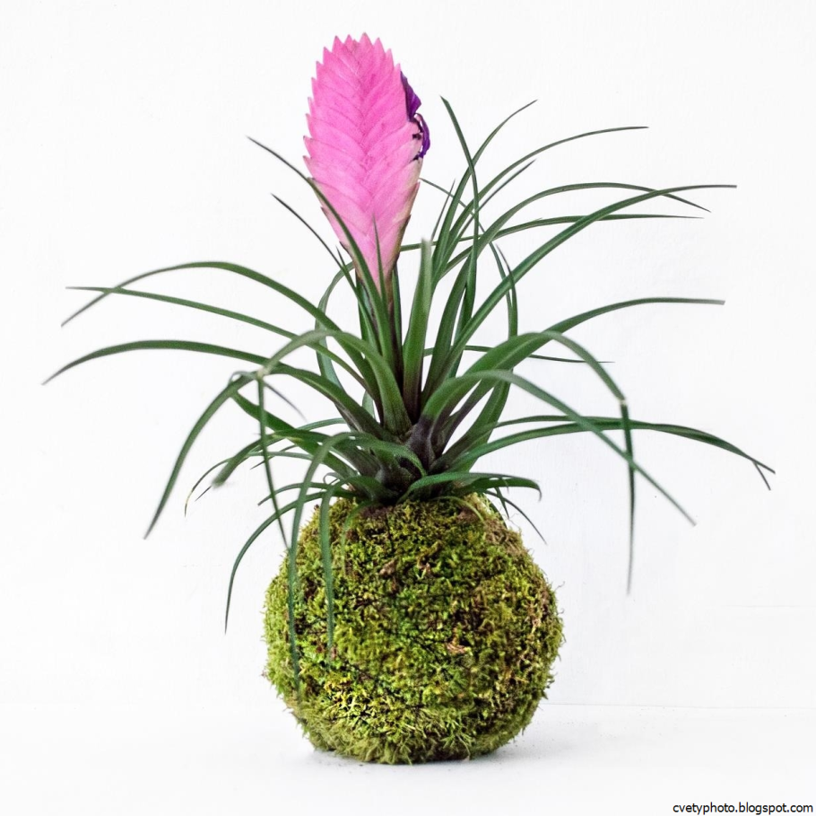 Tillandsia super Silver