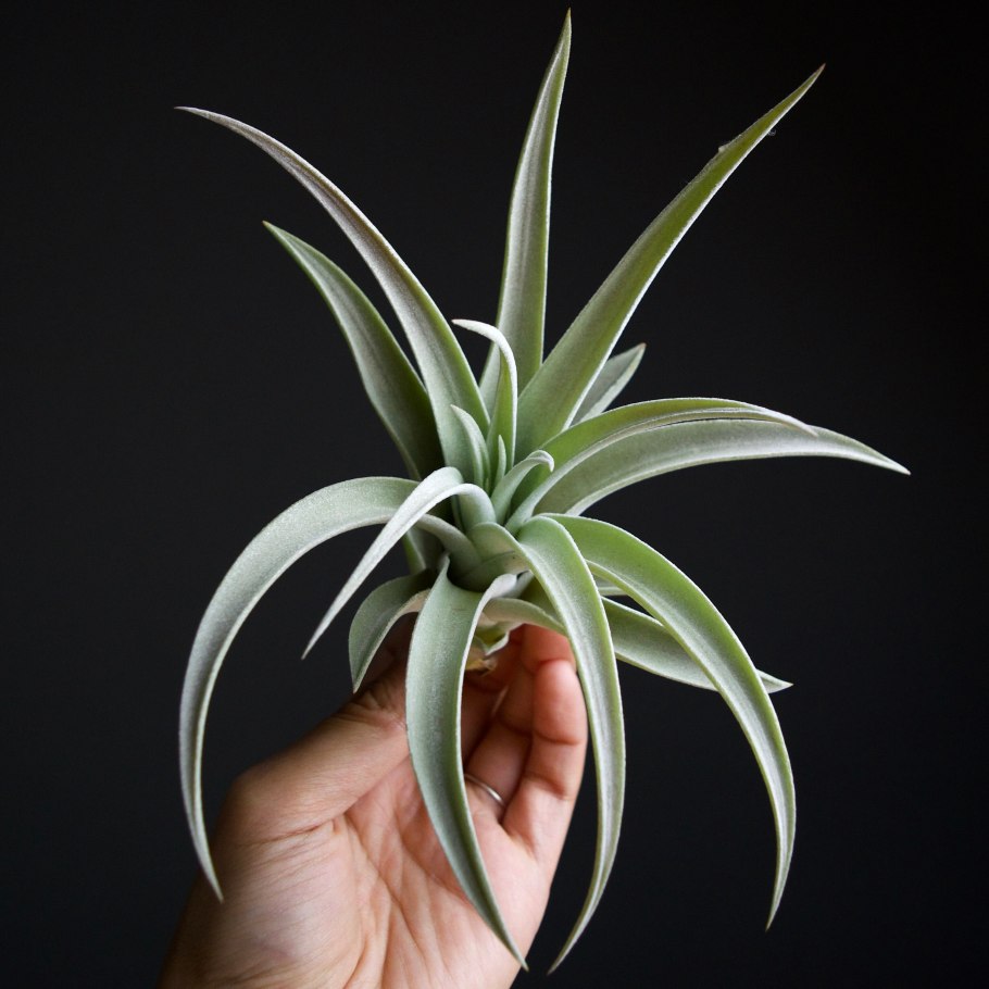 Тилландсия Silver