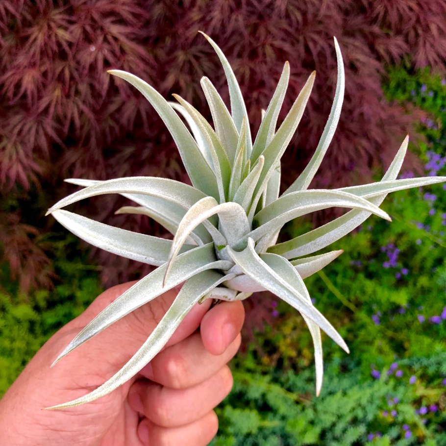 Tillandsia super Silver