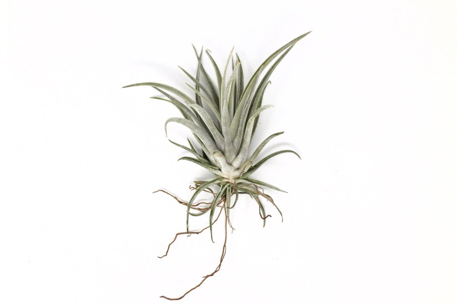 Тилландсия Montana на белом фоне
