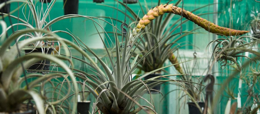 Tillandsia ehlersiana