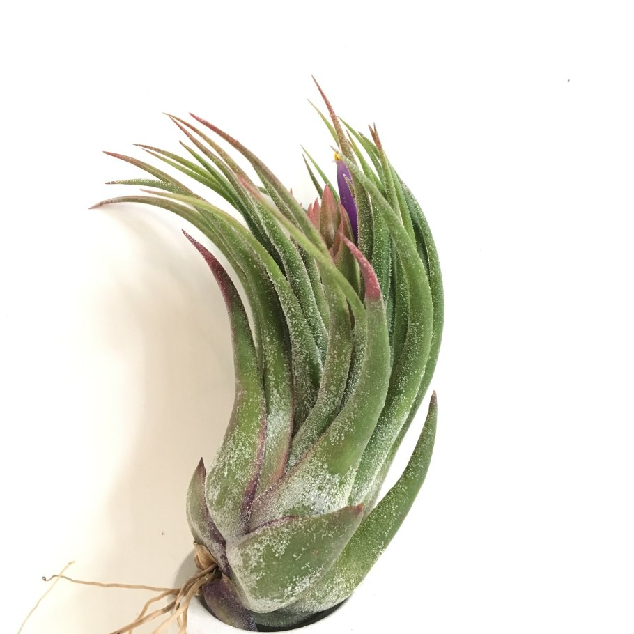 Tillandsia ionantha scaposa