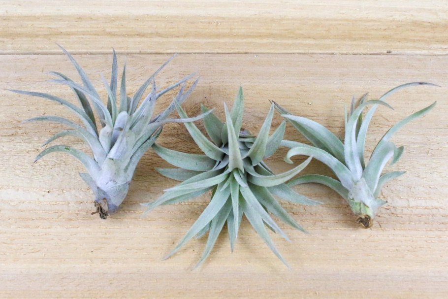 Tillandsia Silver