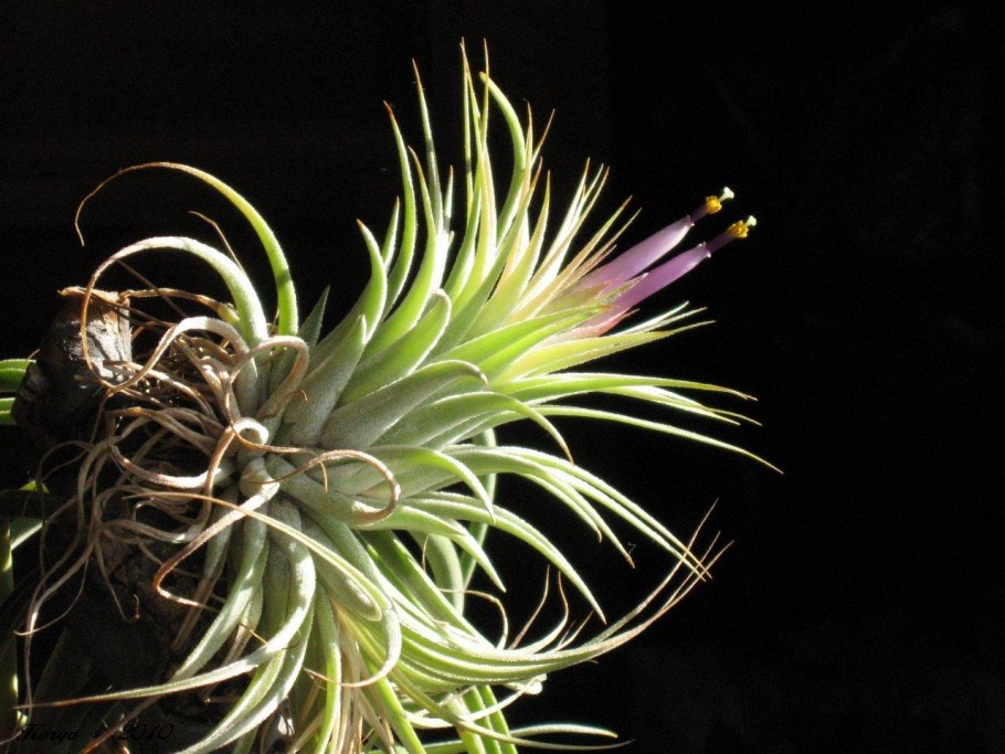 Тилландсия Саманта