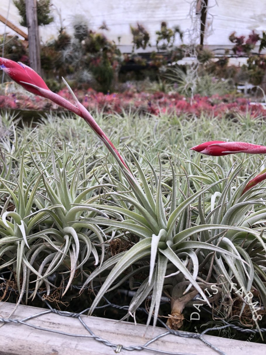 Тилландсия heteromorpha