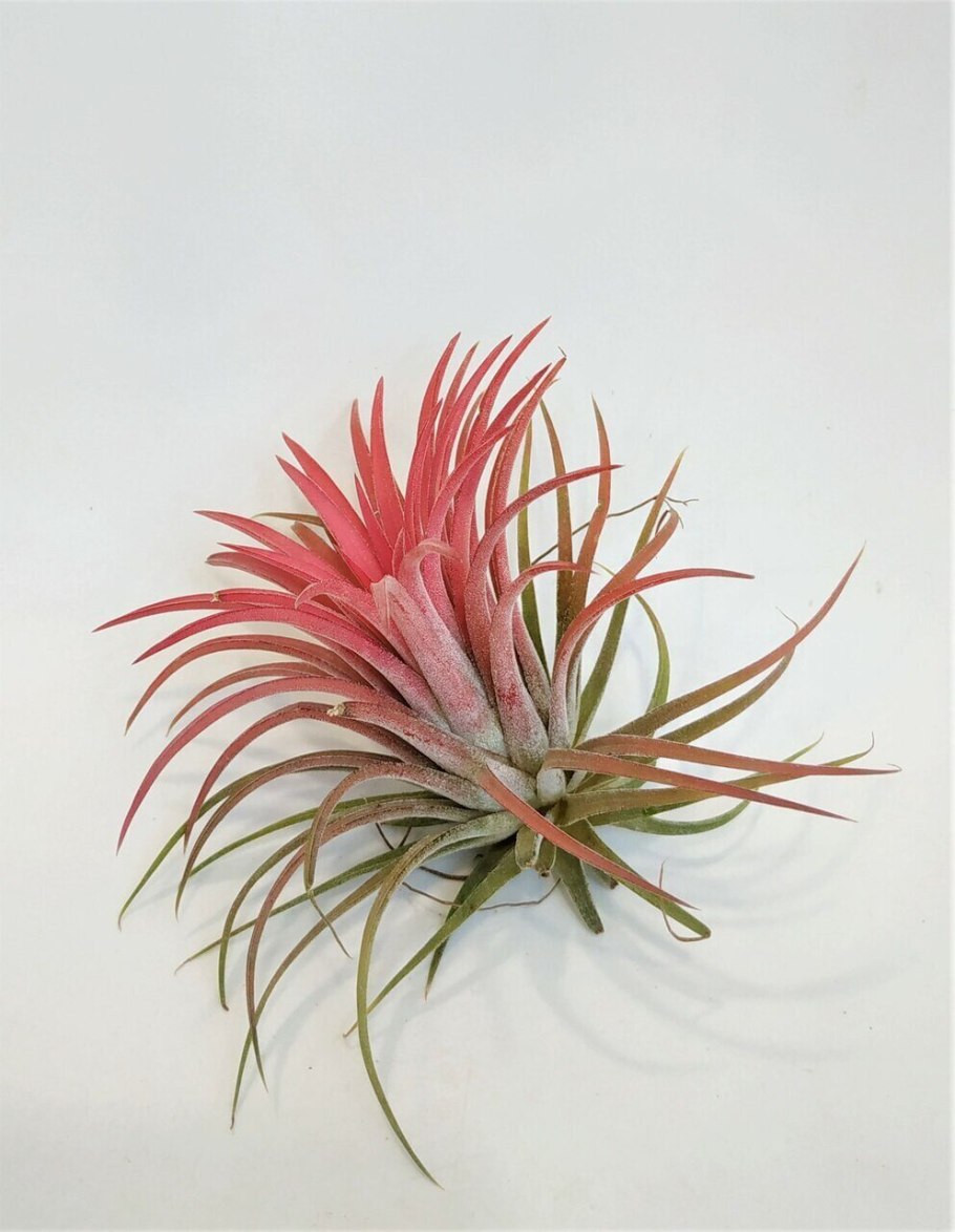 Air Plant Tillandsia pohliana