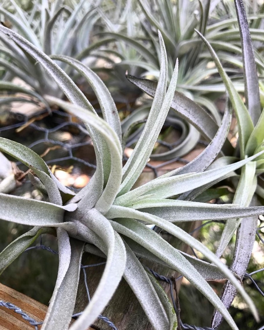 Тилландсия harrisii