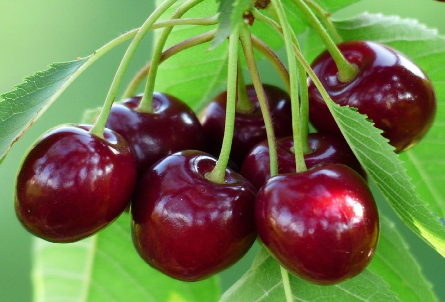 Малина смородина крыжовник