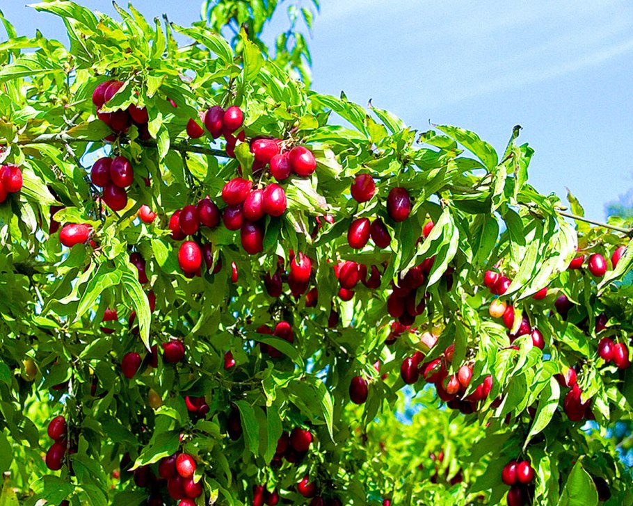 Черешня Овстуженка