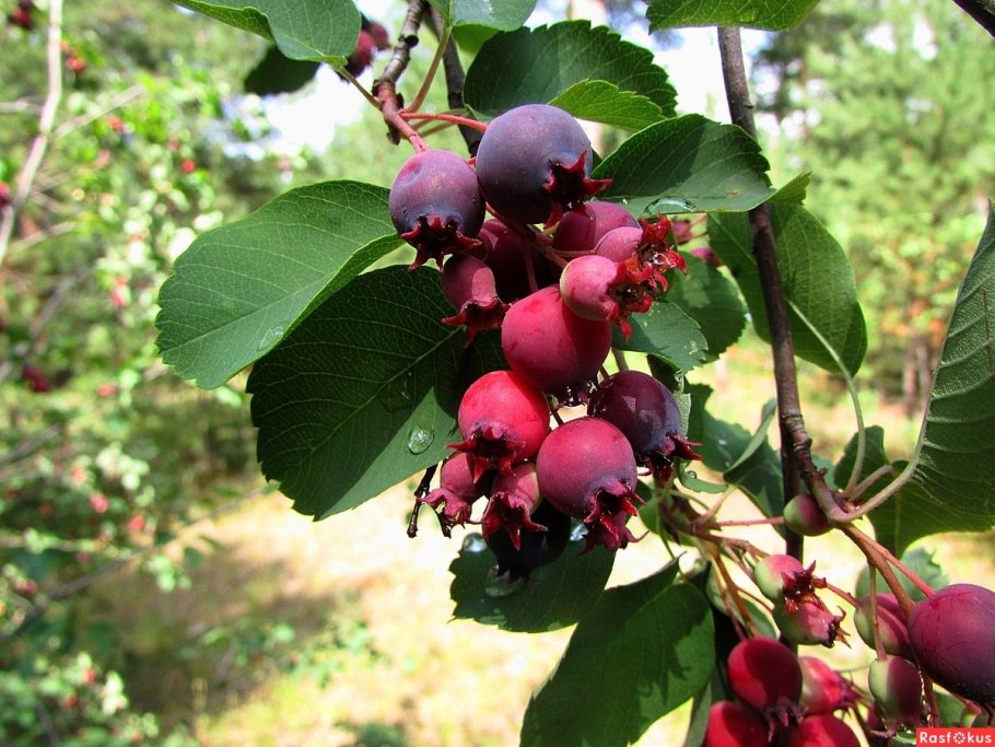 Плодовые культуры