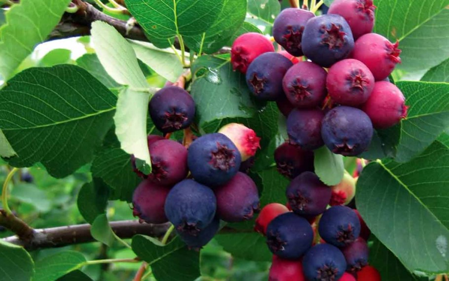 Ягоды названия