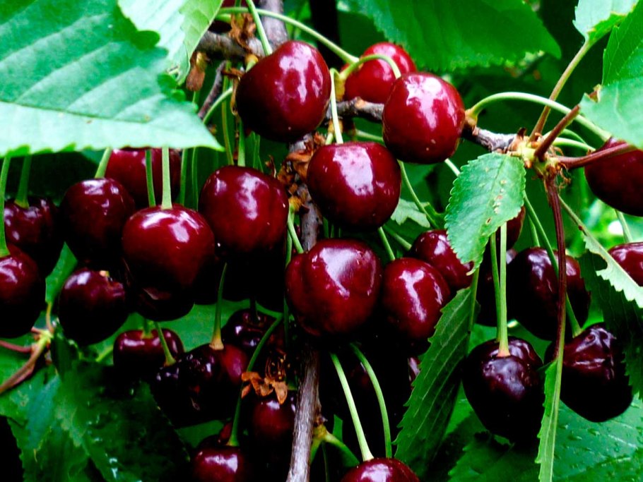 Дерево плодовое черешня Фатеж