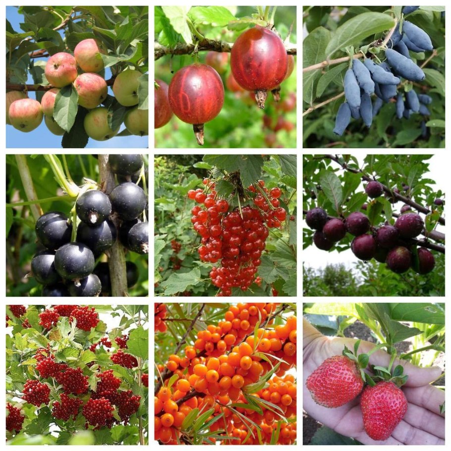 Плодовые кустарники (смородина, крыжовник, жимолость)