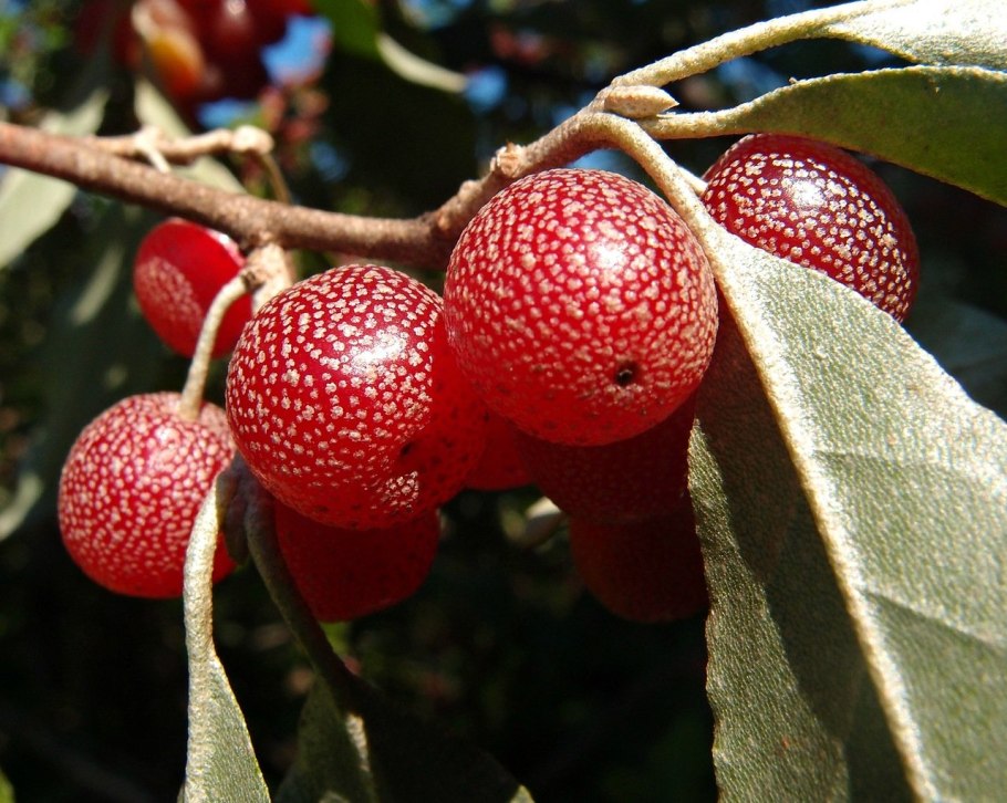 Канадская облепиха шефердия