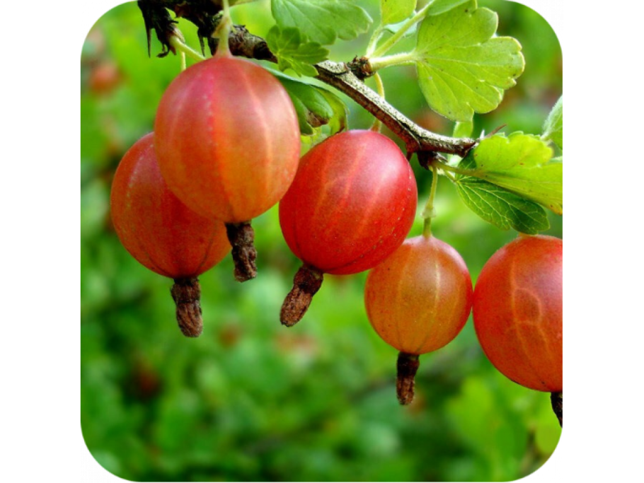 Саженцы черешни Валерий Чкалов