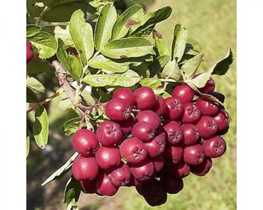 Плодово-ягодные деревья и кустарники