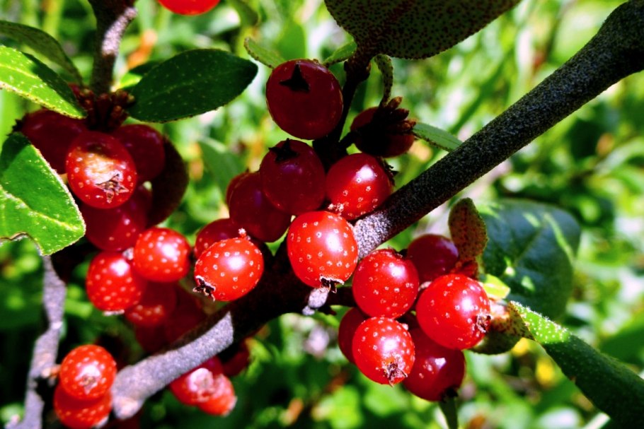 Ежевика Rubus fruticosus