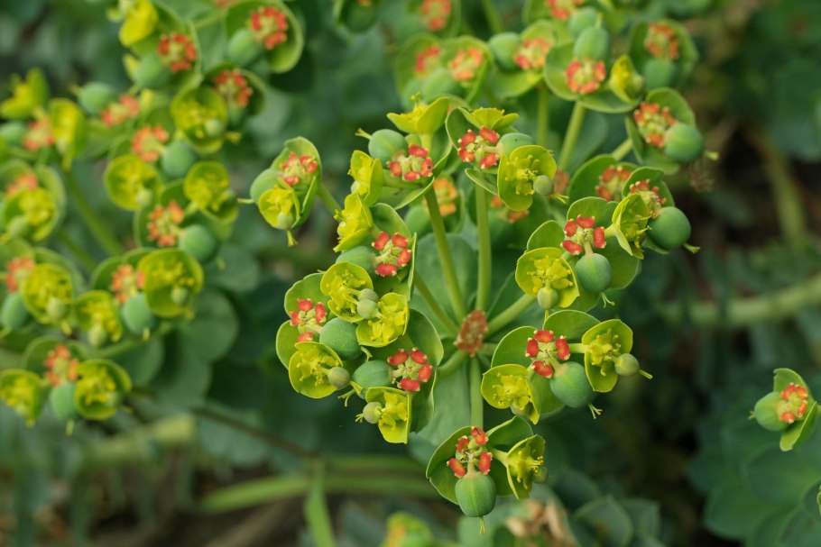 Молочай кипарисовый (Euphorbia cyparissias)