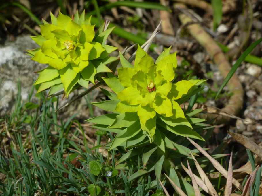 Amandelwolfsmelk Euphorbia молочай